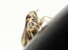 Eurybregma nigrolineata