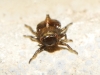 Fulgoromorpha ? 3d4