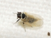 Hyalesthes sp.
