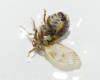 Hysteropterum cf. reticulatum