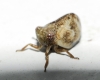 Hysteropterum cf. reticulatum