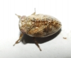Hysteropterum cf. reticulatum