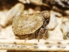 Hysteropterum cf. reticulatum