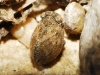 Hysteropterum cf. reticulatum