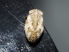 Hysteropterum reticulatum