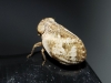 Hysteropterum reticulatum