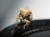 Hysteropterum reticulatum
