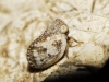 Hysteropterum reticulatum