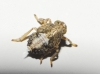 Issus cf. coleoptratus