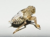 Issus cf. coleoptratus