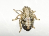 Issus cf. coleoptratus