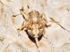 Issus cf. coleoptratus