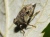 Issus coleoptratus