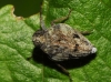 Issus coleoptratus