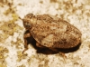 Issus coleoptratus