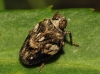 Issus coleoptratus