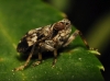 Issus coleoptratus