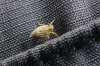 Issus coleoptratus