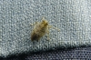 Issus coleoptratus