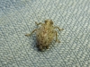 Issus coleoptratus