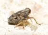 Issus coleoptratus