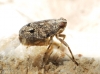 Issus coleoptratus