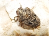 Issus coleoptratus