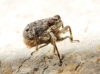 Issus coleoptratus