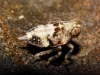 Issus coleoptratus