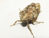 Issus coleoptratus