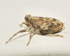 Issus coleoptratus