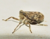Issus coleoptratus