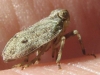 Issus coleoptratus