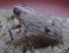 Issus coleoptratus