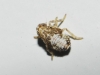 Issus sp.