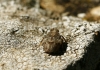 Issus coleoptratus