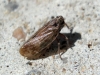 Nanocixius discrepans (Fieber, 1876)