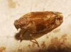 Nanocixius discrepans