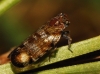 Nanocixius discrepans