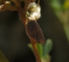 Palmallorcus sp.