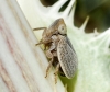 Palmallorcus sp.