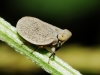 Palmallorcus sp.