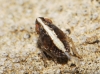 Palmallorcus sp.