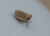 Palmallorcus sp.