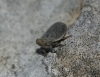 Palmallorcus sp.