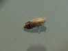 Ribautodelphax sp.