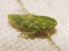 Tettigometra sp.