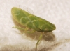 Tettigometra sp.