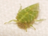 Tettigometra sp.