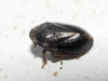 Tettigometra sp.
